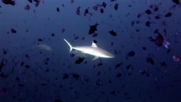 Köpekbalıkları ve tuna su altında arka plan okul balık deniz yatağı üzerinde. — Stok video