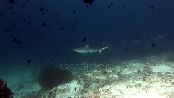 Sharks and tuna underwater on background of school fish in seabed. — Stock Video