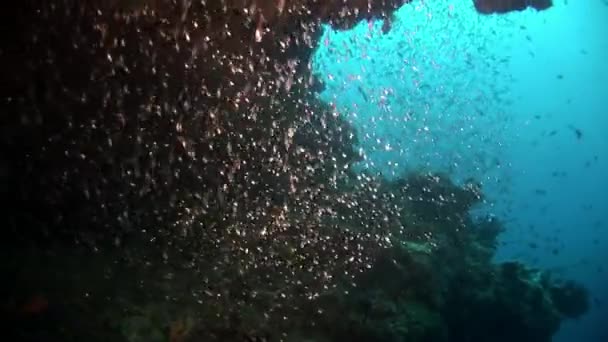 School of small tiny fish underwater on background of reflection sun. — Stock Video