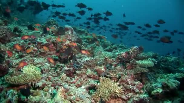 Fiskstim under vattnet på bakgrund av speglar solen havsbotten i Maldiverna. — Stockvideo