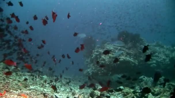 School van vissen onderwater op achtergrond van reflectie zon zeebodem in Maldiven. — Stockvideo