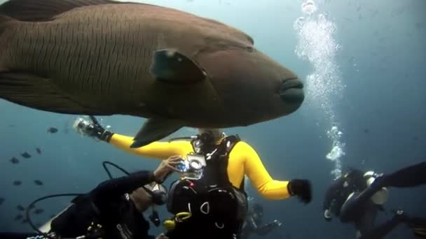 Napoleón wrasse peces y buceadores bajo el agua en el fondo del mar . — Vídeos de Stock