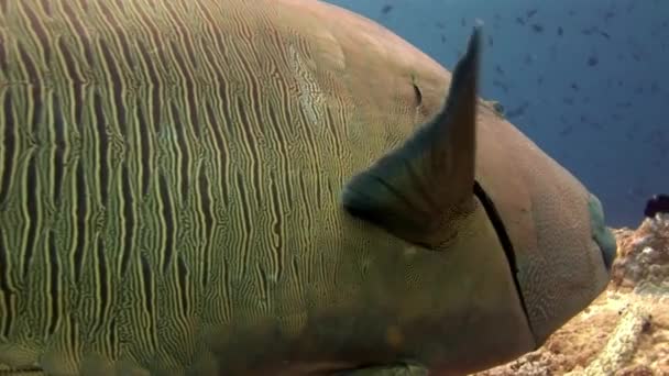 Napoleão wrasse peixes e mergulhadores subaquáticos no fundo do mar em Maldivas . — Vídeo de Stock