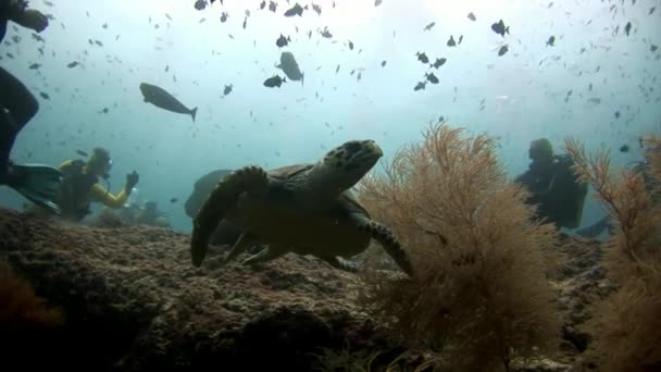 Green sea turtle and divers on clean clear seabed underwater in Maldives. — Stock Video