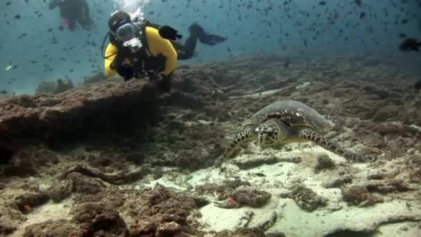 Groene zeeschildpad en duikers op schoon duidelijke zeebodem onderwater in de Maldiven. — Stockvideo
