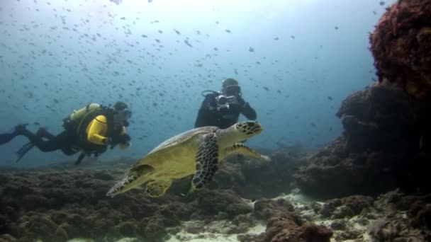 Tortuga marina verde y buceadores en fondos marinos limpios y claros bajo el agua en Maldivas . — Vídeos de Stock