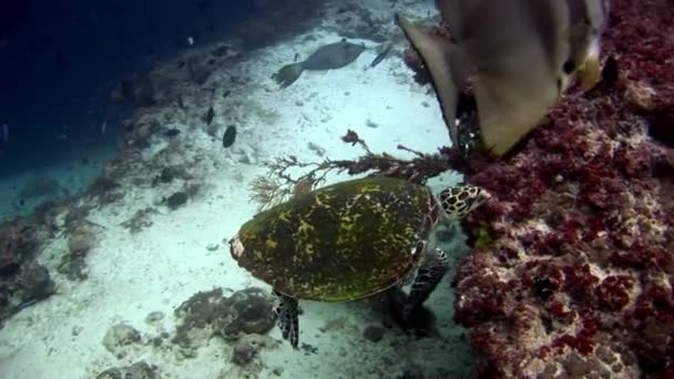 Penyu hijau di dasar laut yang bersih dan jernih di Maladewa . — Stok Video