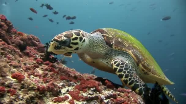 Tortue marine verte sur un fond marin propre et limpide aux Maldives . — Video