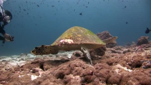 Green sea turtle on clean clear seabed underwater in Maldives. — Stock Video