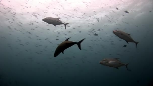 Ojo grande Trevallies pescado atún wrasse bajo el agua en el fondo del mar . — Vídeo de stock