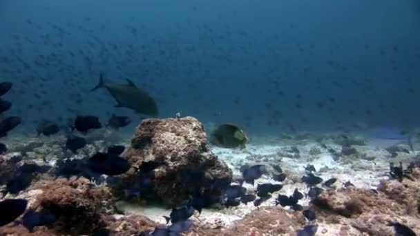 Großes Auge Trevallies fischen Thunfisch Lippfisch und Taucher unter Wasser auf Meeresgrund. — Stockvideo