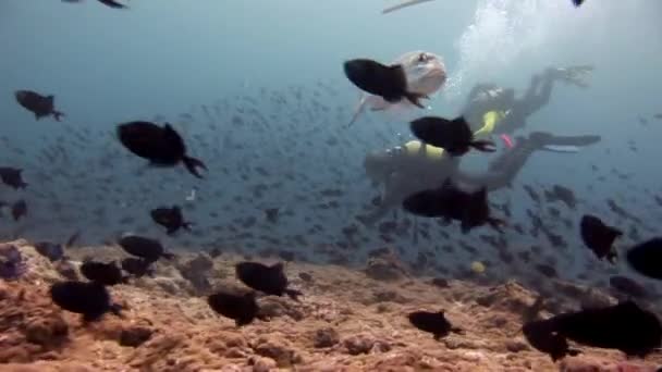 Büyük göz Trevallies balık ton balıklı Lagos ve dalgıçlar suyun altında deniz yatağı üzerinde. — Stok video