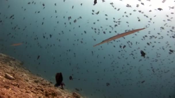 Vis fluit en school van vissen onderwater op achtergrond van reflectie zon zeebodem. — Stockvideo