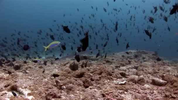 Flauta de peixe e escola de peixes subaquáticos no fundo de fundo de sol reflexão fundo do mar . — Vídeo de Stock