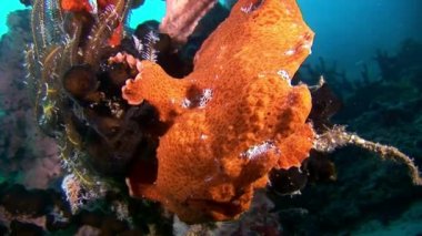 Balık fener sualtı yansıma güneş deniz dibinin Maldivler arka plan üzerinde.