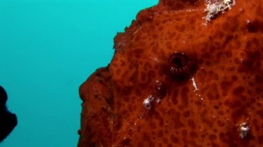 Balık fener closeup makro videoda sualtı deniz dibinin Maldivler.