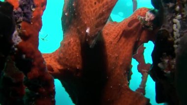 Balık fener sualtı yansıma güneş deniz dibinin Maldivler arka plan üzerinde.