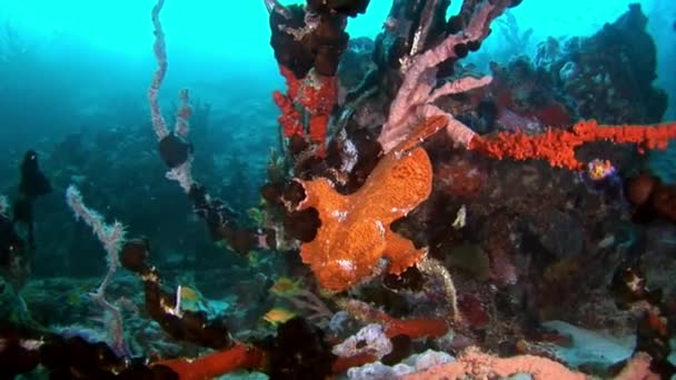 몰디브에서 반사 해 해저 배경 수 중 물고기 낚시. — 비디오