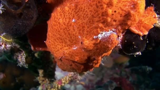 Pescador de peces bajo el agua en el fondo del reflejo del lecho marino en Maldivas . — Vídeo de stock