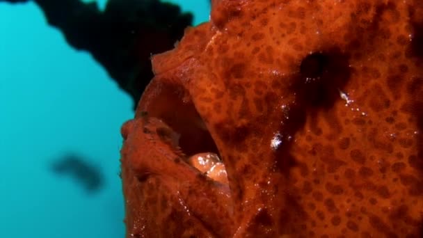 Vis visser close-up macro video onderwater op de zeebodem in de Maldiven. — Stockvideo