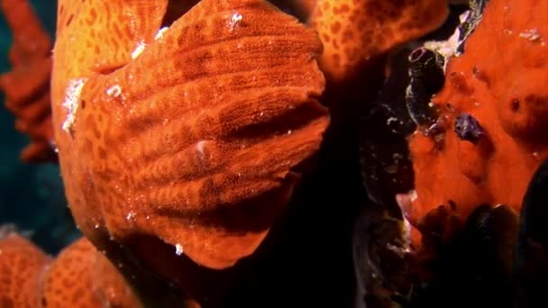 Vis visser close-up macro video onderwater op de zeebodem in de Maldiven. — Stockvideo