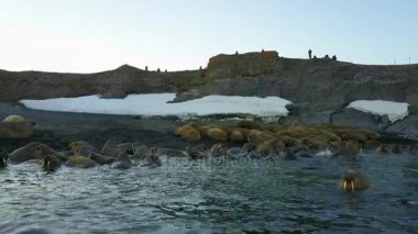 Morslar, helikopter Arktik Okyanusu aero görünümden yeni dünya Vaigach üzerinde sahilinde.