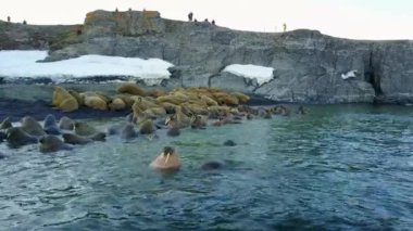 Morslar, helikopter Arktik Okyanusu aero görünümden yeni dünya Vaigach üzerinde sahilinde.