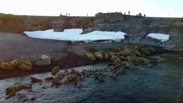 Годування базі зльоту моржів і люди на узбережжі Північного Льодовитого океану aero подання. — стокове відео
