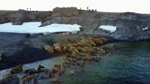 Walrussen en mensen milieuactivisten op de oevers van de Noordelijke IJszee aero bekijken 4k. — Stockvideo