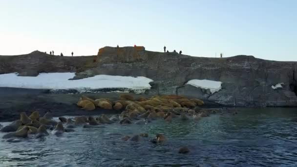 Morsas y personas ambientalistas a orillas del Océano Ártico aero view 4k . — Vídeos de Stock