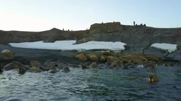 Mroži na břehu Severního ledového oceánu aero pohled z helikoptéra na nové zemi Vaigach. — Stock video