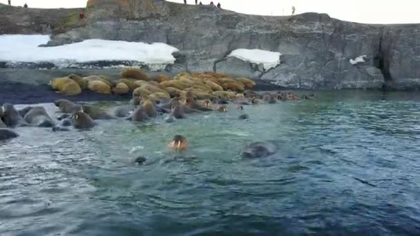 Walrussen op de oevers van de aero uitzicht van de Noordelijke IJszee vanaf copter op nieuwe aarde Vaigach. — Stockvideo