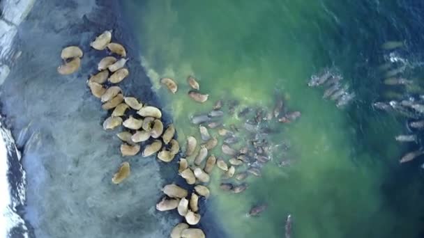 Walruses sulle rive dell'Oceano Artico vista aerea sulla Nuova Terra Vaigach Island . — Video Stock