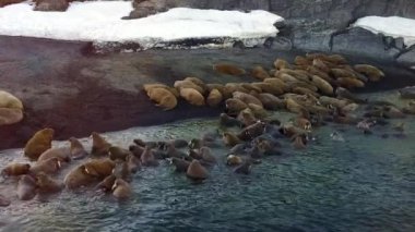 Morslar, Yeni Dünya'ya Vaigach adasında Arktik Okyanusu aero görünümü sahilinde.