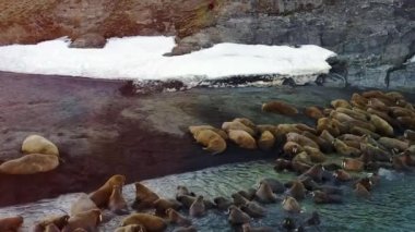 Morslar, Arktik Okyanusu aero görünümü üzerinde yeni dünya Rus kuzey sahilinde.