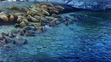 Yeni Dünya Vaigach adada walruses aero görünümünün Bankası besleme.