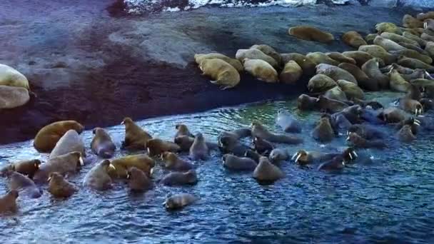 Walrussen op kusten en in water van de aero weergave van de Noordelijke IJszee op de nieuwe aarde. — Stockvideo