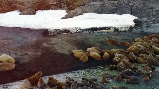 Walrusesin Arctic copter aero widok na nowej ziemi Wajgacz. — Wideo stockowe