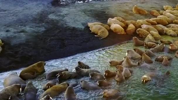 Walrussen in water van de Noordelijke IJszee copter aero uitzicht op New Earth Vaigach Island. — Stockvideo