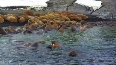 Kuzey Buz Denizi aero görünümü yeni dünya üzerindeki walruses çöl arka plan üzerinde kıyıları.