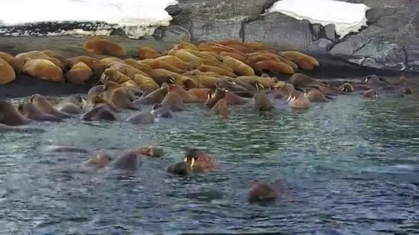 Walruses on background of desert shores Arctic Ocean aero view on New Earth. — Stock Video