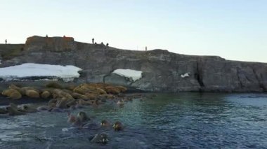 4 k walruses ve insanlar çevreciler, Kuzey Buz Denizi aero sahilinde görüntülemek.