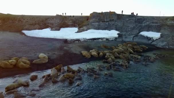 Voeding op basis van walrussen en mensen op de oevers van de Noordelijke IJszee aero weergave. — Stockvideo