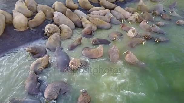 Walruses on shores of Arctic Ocean aero view on New Earth Vaigach Island. — Stock Video