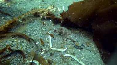 Hios sualtı deniz dibinin Kara Denizi Kuzey Buz Denizi üzerinde yiyecek bulmak Yengeç.