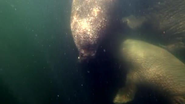 Walrussen unieke onderwater video in de Noordelijke IJszee. — Stockvideo