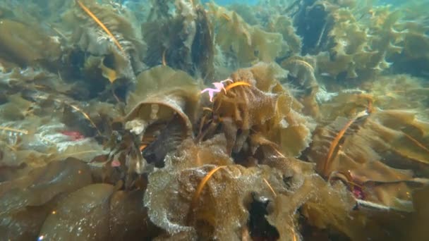 Krab Oberhof onderwater op zoek naar voedsel op de zeebodem van de Karazee Noordelijke IJszee. — Stockvideo