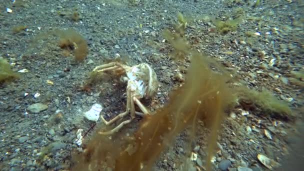 Krunýře shell krab hios pod vodou na mořském dně Karského moře Severního ledového oceánu. — Stock video
