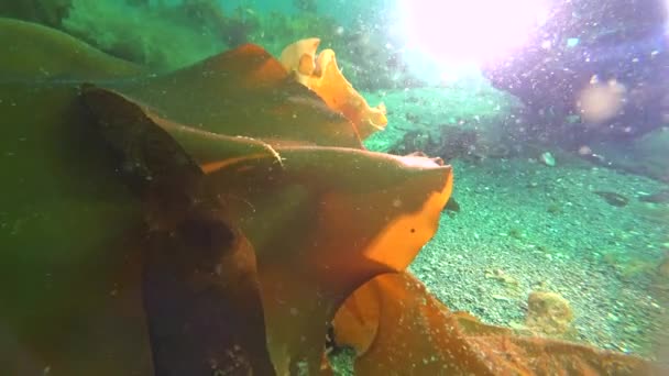 Squelette chèvre de mer Caprellalinearis sous-marin sur le fond marin de la mer de Kara . — Video