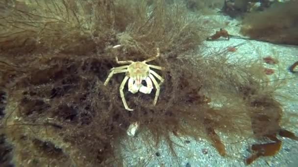 Krab Oberhof onderwater op zoek naar voedsel op de zeebodem van de Karazee Noordelijke IJszee. — Stockvideo